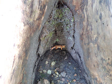 Lade das Bild in den Galerie-Viewer, fuchs ian wurzel