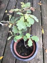 Lade das Bild in den Galerie-Viewer, eiche2