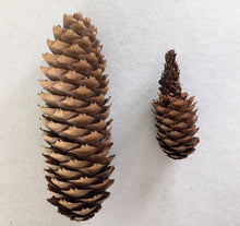 Lade das Bild in den Galerie-Viewer, Tannzapf