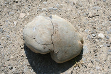 Lade das Bild in den Galerie-Viewer, IMG_1234 - Kopie