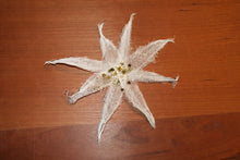 Lade das Bild in den Galerie-Viewer, IMG_4493 - Kopie (2)