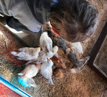 Lade das Bild in den Galerie-Viewer, IMG_0605