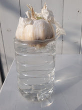 Lade das Bild in den Galerie-Viewer, SALE Fernunterricht 2, nicht allein zuhause