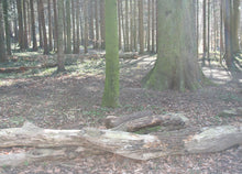 Lade das Bild in den Galerie-Viewer, IMG_1151 - Kopie
